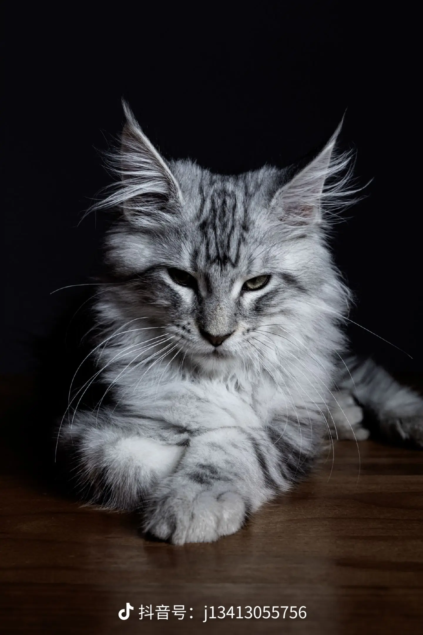 缅因猫咪温顺亲和